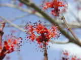 愛知県の花　花の木